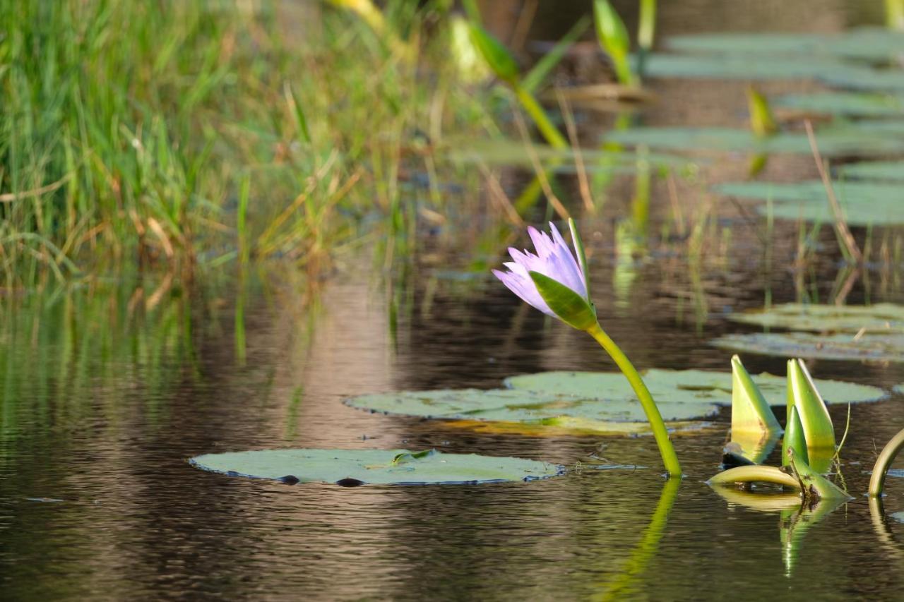 African Thistle Saint Lucia Estuary Exterior foto